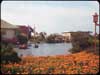 Lagoon and Orange- colored flowers San Francisco Fair - Click to see detail of this image