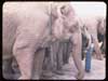 Elephants wait for Circus tents to go up. Ringling- B+B - Click to see detail of this image