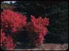 Winged Euonymus Arb E - Click to see detail of this image