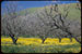Yellow flowers in orchard near Niles, Calif. - Click to see detail of this image